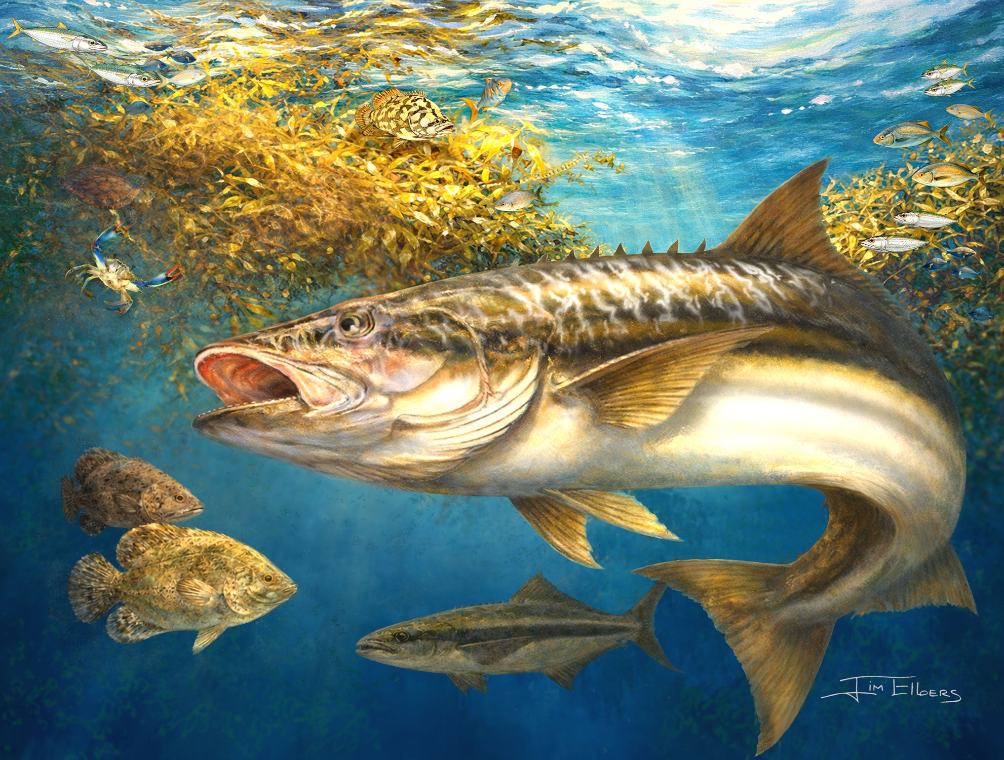Slam collections Cobia-Weedline Giclee 16X20