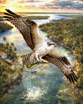 Slam Collections Osprey Freeze Print  16x20