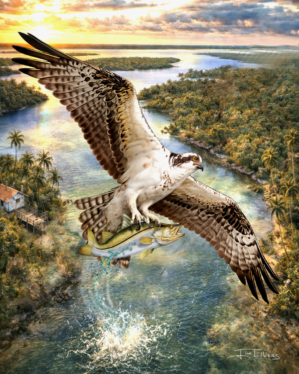 Slam Collections Osprey Freeze Print  16x20