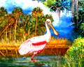 Slam Collections Roseate-Spoonbill Print  16x20